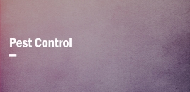 Pest Control | Pest Control Services Point Cook Point Cook
